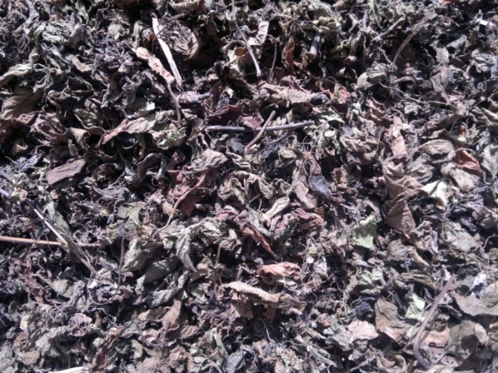 Grass Jelly - 4