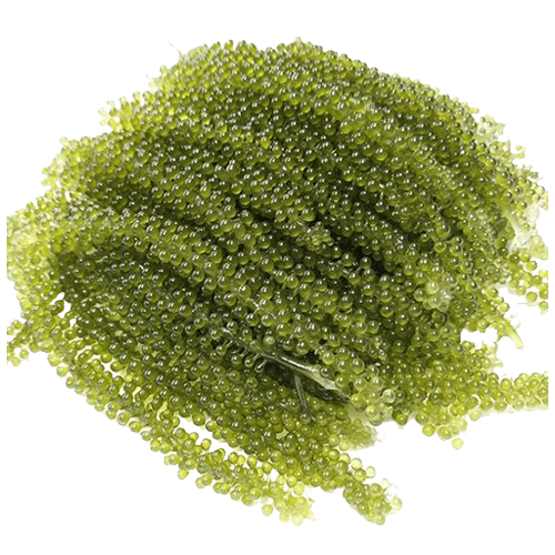 Vietnam-seamoss-seaweed