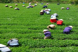 little-known-facts-about-tea